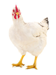White hen isolated.