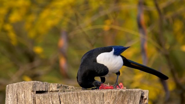 Eurasian magpie eating flesh