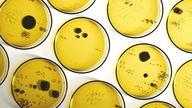 Petri dishes with yellow agar containing circular colonies of fungi or bacteria.