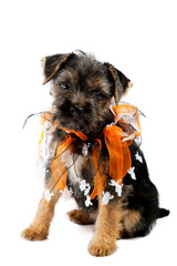 Studio shot of a blue and tan border terrier puppy dressed for halloween.