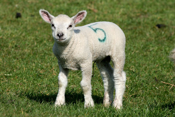 Young lamb on farm near Rivenhall, Essex, England