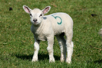 Naklejka na ściany i meble Young lamb on farm near Rivenhall, Essex, England