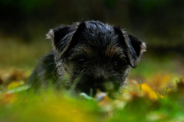 Blue and tan border terrier puppy enjoying the home garden.