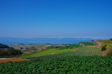 棚畑展望台　ジャガイモ畑と海　南串山町