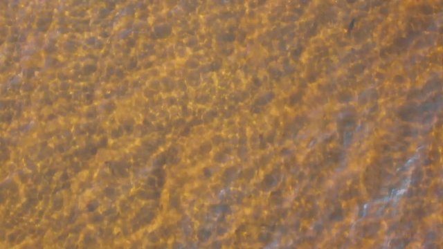 Florida ocean bay water with random fish