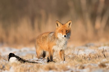 Mammals - European Red Fox (Vulpes vulpes) 