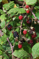 Wild blackberries ripen in the hedgerow
