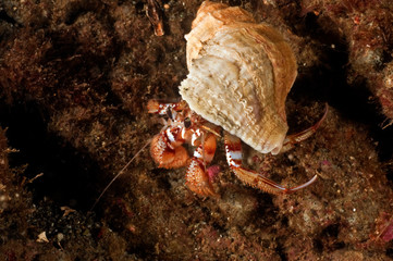 Hermit Crab