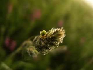 detail to the top of the grass