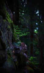 detail of a green fern in a dark forest