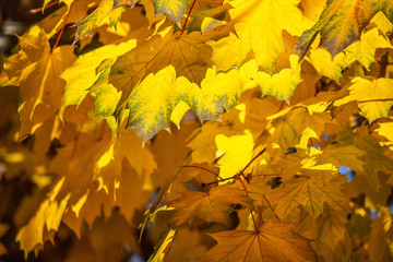 Yellow Maple Leaves
