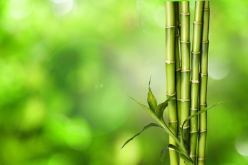 Obraz na płótnie Canvas Many bamboo stalks on blurred background
