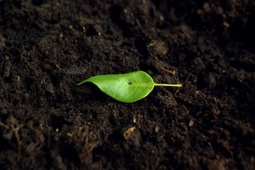 Green leaf on dark soil