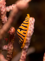 Nudibranchs in their habitat