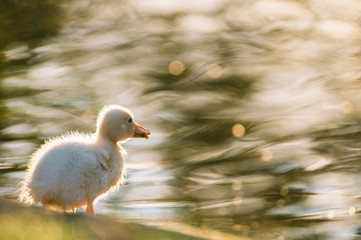 Little duckling preparing to go swimming in a pond