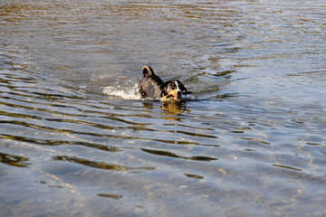 Appenzell swiss mountain dog with a stick in his mouth on the river