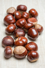 Pile of aesculus hippocastanum or conker tree nuts on tablecloth. Top view