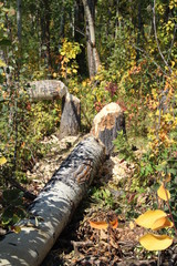 The Handy Work Of Beavers, Elk Island National Park, Alberta