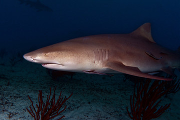 Fototapeta premium The Misunderstood Lemon Shark