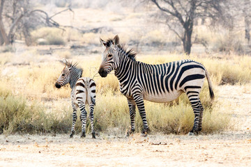 Obraz premium Zebra mit Jungtier