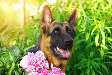 The portrait of a short-haired German Shepherd dog posing outdoors in the garden with pink peony flowers in summer