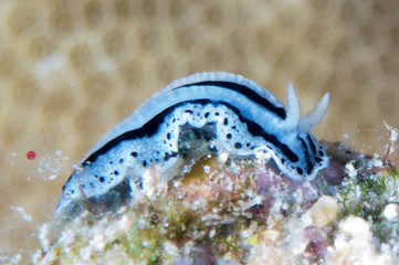 Nudibranchs in their habitat