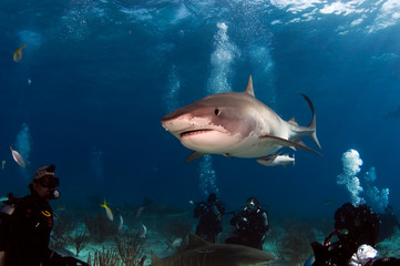 Fototapeta na wymiar Tiger Shark