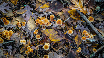 Mushrooms along the forest floor in Autumn