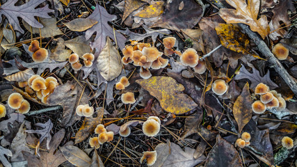 Mushrooms along the forest floor in Autumn