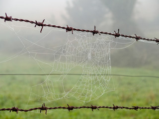 Spider web on barbed wire fence - Furela, Galicia, Spain