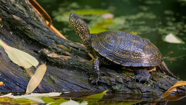 European pond turtle sunbathing