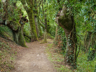 Fototapeta premium Camino track through lush green vegetation - Pintin, Galicia, Spain