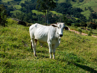 Fototapeta premium White ox on green pasture - bull - livestock - cattle raising
