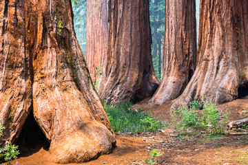 Giant Sequoia trees in Mariposa Grove, Yosemite National Park, California; smoke from Ferguson Fire...