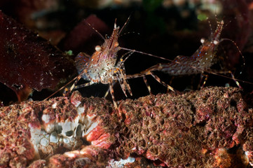 Dock Shrimp