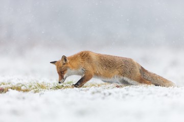 Mammals - European Red Fox (Vulpes vulpes) 