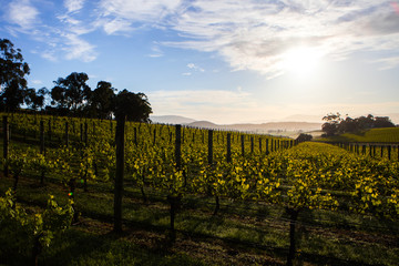 Yarra Valley Vineyard