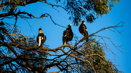 Magpie Chorus