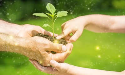 Family holding young green plant in hands. Ecology concept