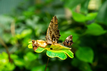 Butterfly eating at the garden