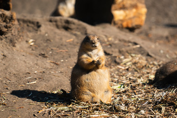 Black-tailed prairie eating at the zoo