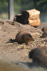 Black-tailed prairie eating at the zoo