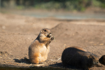 Black-tailed prairie eating at the zoo