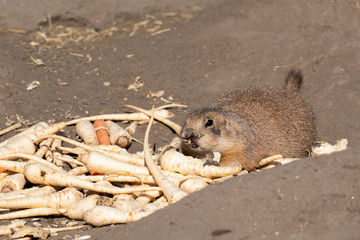 Obraz premium Black-tailed prairie eating at the zoo