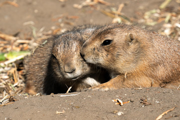 Naklejka na ściany i meble Couple of black tailed prairie kiss each other at the zoo