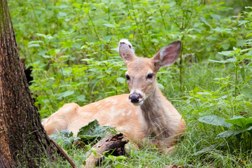 Fawn Resting