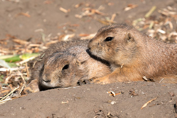 Naklejka na ściany i meble Couple of black-tailed prairie lying on the ground at the zoo