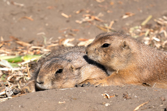 Couple of black-tailed prairie lying on the ground at the zoo