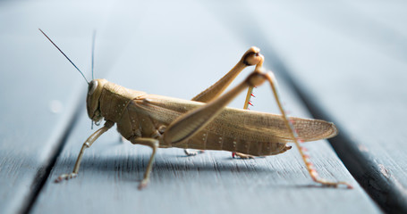 Close Up Australian Grasshopper Macro