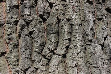 Oak tree bark surface